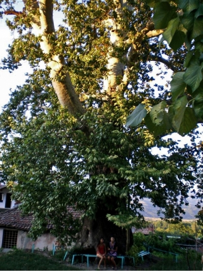 Само 4 дни остават до края на гласуването в конкурса „Дърво с корен 2011”